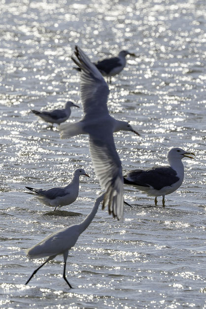 Bild: Möve in der Camargue in Saintes-Maries-de-la-Mer