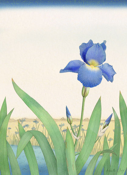 dessin de fleur, un iris bleu