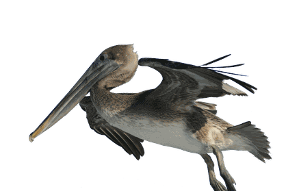 Image animaux detourée transparent sur fond blanc pelican brun png