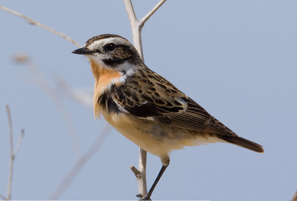Braunkehlchen Männchen. - Foto: NABU