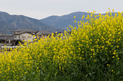 季節の風 2019年5月「菜の花の咲く頃」