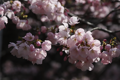 季節の風 2019年4月「春らんまん」