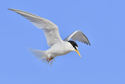 Zwergseeschwalbe im Flug; Foto: Philipp Meister