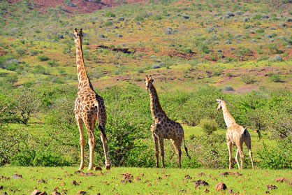 Namibia - Giraffen