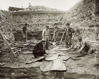 Taf. 4: Bernhard Hauff bei der Bergung eines Eurhinosauriers aus der Gemeindegrube im Jahr 1912. Teckbote.*