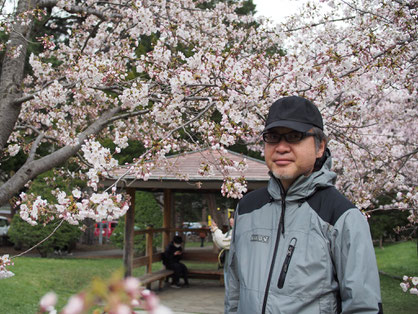 札幌は例年より、かなり早い桜の開花となりました。