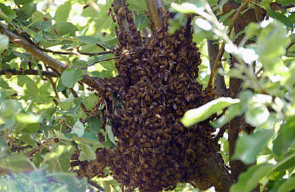 Ein Bienenschwarm im Apfelbaum