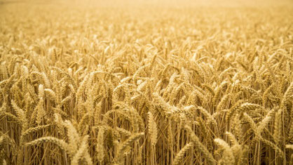 Pfingsten Schawuot Bibel Erstlinge Ernte Fest