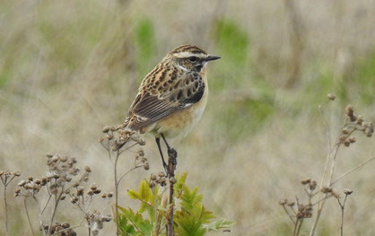 Braunkehlchen, Foto: NABU Sulingen/J. Kölbel-Boelke