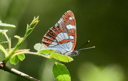 Limenitis reducta, Blauschwarzer Eisvogel; Roberto Cabo