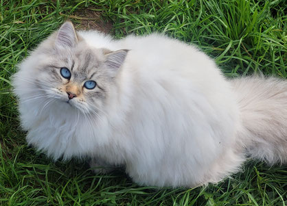 chat anti allergie