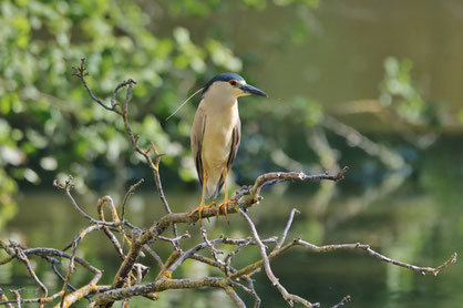 Ein Nachtreiher sitzt einem Ast