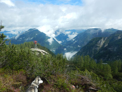 Elbsandstein - Dogtrekking Dogtrekking Dogtrekking Dogtrekking Elbsandstein-Dogtrekking ESDT Harz-Dogtrekking