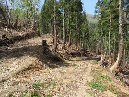 林道をほぼ登りきった地点。