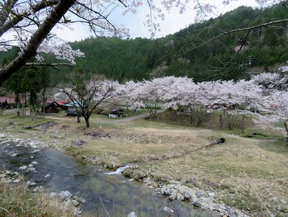 「ふるさと体験村」の桜は満開ないし散り初め。