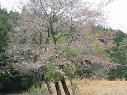 ポイント近くの桜は、ほぼ「散りはて」。