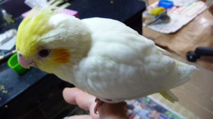 手乗り白オカメインコルチノーヒナ仲間入りしました。