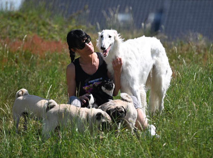 Pugs and Havaneses with Borzois and Deerhounds! Harmonious sightound breeding in Germany...von Alshamina....borzois and scottish Deerhounds/FCI.