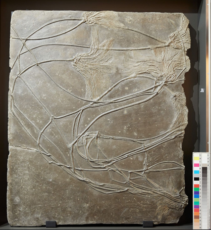 Taf. 1: „Medusenhaupt“, Georg-August-Universität Göttingen, Museum, Sammlungen & Geopark Göttinger Zentrum Geowissenschaften, Anna Greger, 2022.