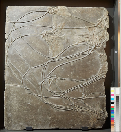 Taf. 1: „Medusenhaupt“,                Georg-August-Universität Göttingen, Museum, Sammlungen & Geopark Göttinger Zentrum Geowissenschaften, Anna Greger, 2022.