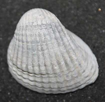 Cerastoderma glacuum, litorale romagnolo