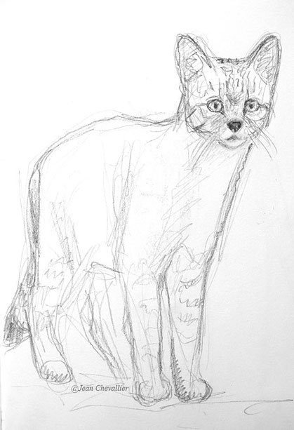 Chat forestier Felis sylvestris croquis Jean Chevallier