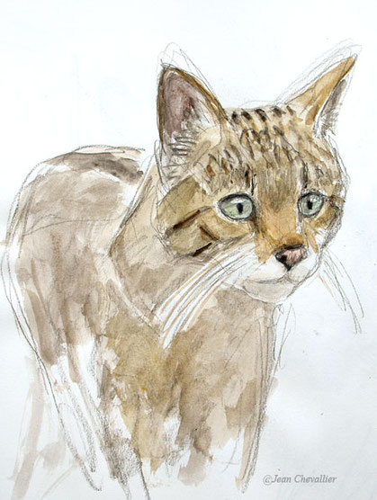 Chat forestier Felis sylvestris , aquarelle Jean Chevallier