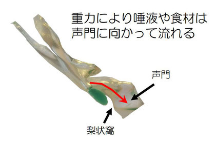 仰臥位での食材と唾液の流れ