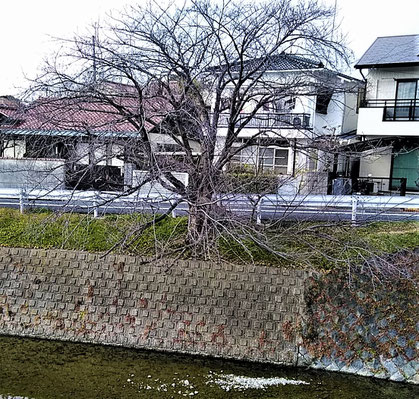 ブロック護岸から下に広がっていた枝先はせん定・・、瀬川の桜の大木は健在。