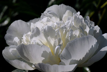 eine weisse blume, Raum fur Begegnungen, Praxis für psychosoziale Beratung in Eugendorf bei Salzburg