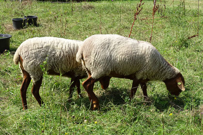 Weidende Schafe auf einer Wiese