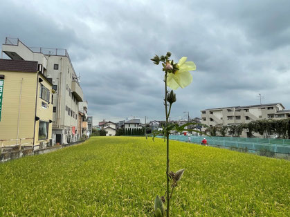 写真：まちづくり活動賞／街中の秋へのよそおい