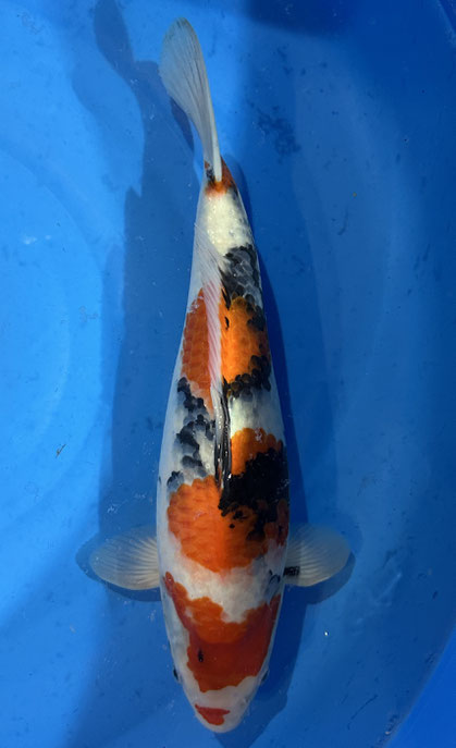 Isa Nisai Showa, 40 cm, female, Preis 290 Euro