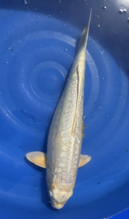 Ikarashi T. Sansai Ginrin Bigscale, 52 cm, female, Preis 150 Euro