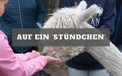 Alpakas auf ein Stündchen