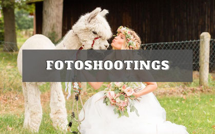 alpaka_fotoshooting