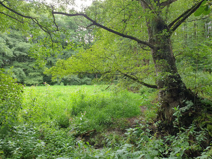 Ein bereits verlandeter Teich bei Leonberg (Foto: Götte)