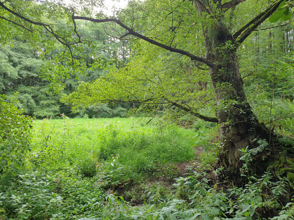 Ein bereits verlandeter Teich bei Leonberg (Foto: Götte)