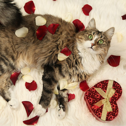 cat lying on bed covered in rose petal