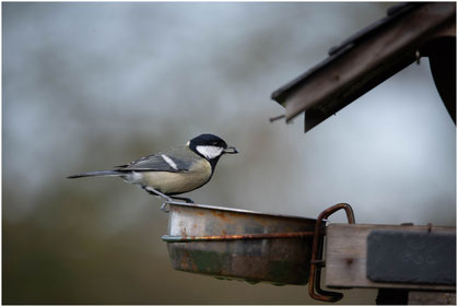 Mésange charbonnière