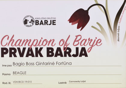 Bagio Boss Gintarine Fortuna * Lord James *, Czarnowsky , Beagle, Beagle, Beagle, Beagle, Beagle, Champions, Winner, the Best, Love, Star