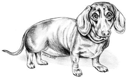 Dachshund, Dackel, Teckel, Bleistifzeichnung