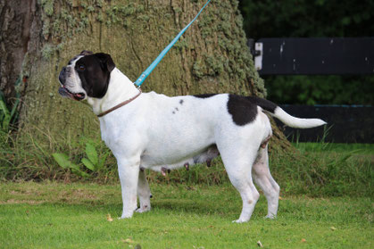 Bundesjugendsiegerin '21, FCI European Winner 2023 Farbenzauber Barbie-Q 