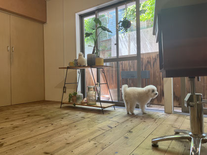 DOGSALONSEALY ドッグサロンシーリー 表参道 南青山 外苑前 トリミングサロン 射手今日子 プードル トリマー