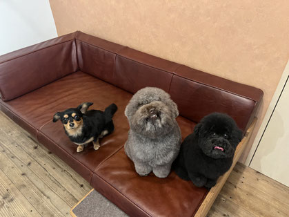 DOGSALONSEALY ドッグサロンシーリー 表参道 南青山 外苑前 トリミングサロン 射手今日子 プードル トリマー