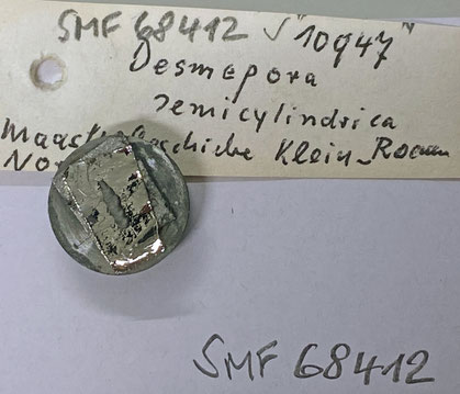 Senckenberg, Bryozoa, Bryozoen, Moostierchen, Sammlung Voigt