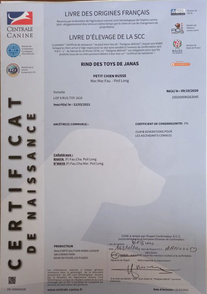 Rind-lilly-petit-chien-russe-russkiy-toy-des-toys-de-janas-femelle-chocolat-reproductrice-lice-certificat-naissance.jpeg