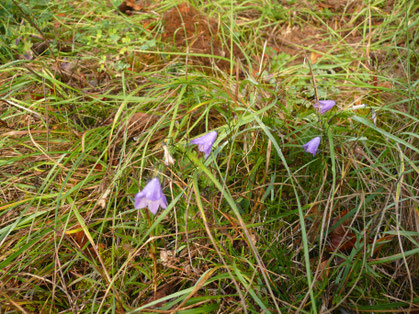 Campanula patula Pflanze mit Blüten