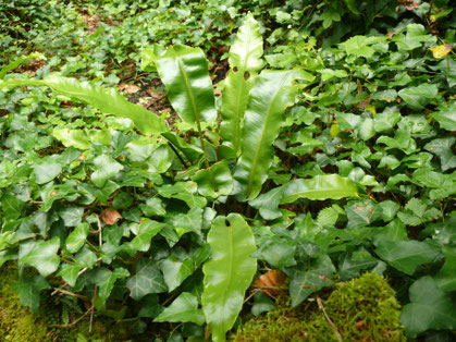 Asplenium scolopendrium Blätter