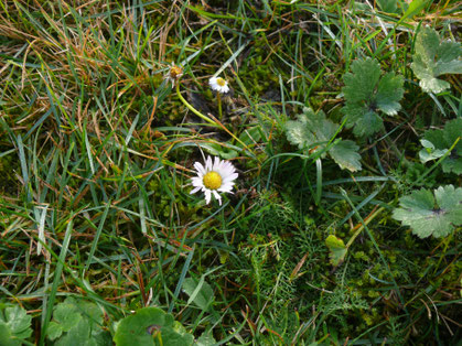 Bellis perennis Blüte in der Wiese